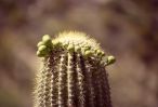 PICTURES/Tucson Area - Saguaro Natl Park, Sabino Canyon & San Xavier/t_Cactus Flowers3.jpg